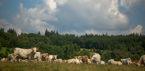 Obraz premium Cows grazing on a lovely green pasture