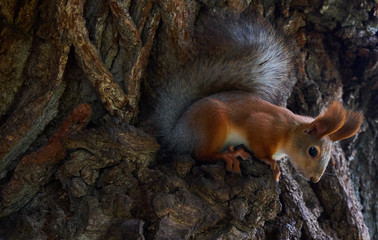 Squirrel with a fluffy tail sitting on a tree in the shade. tree squirrel