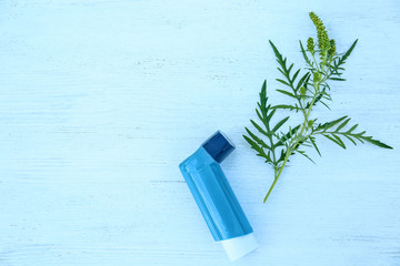 Ragweed (Ambrosia) branch and inhaler on blue wooden table, flat lay with space for text. Seasonal...
