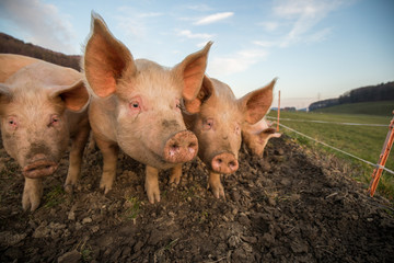 Pigs eating on a meadow in an organic meat farm - wide angle lens shot