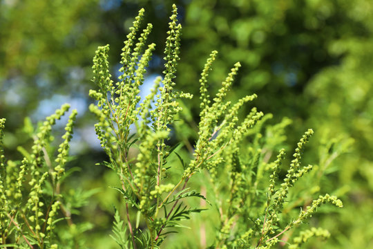 Blooming ragweed plant (Ambrosia genus) outdoors on sunny day, closeup. Seasonal allergy