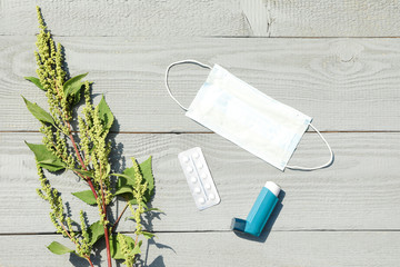 Flat lay composition with ragweed plant (Ambrosia genus) on light wooden background. Seasonal...