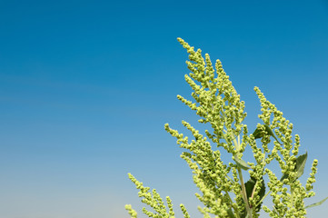 Blooming ragweed plant (Ambrosia genus) outdoors on sunny day. Seasonal allergy