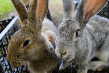 Two rabbits of different breeds, kissing. the concept of love and relationships of different nationalities and races