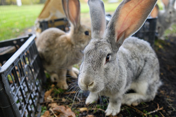 Two rabbits of different breeds, sitting next to the basket