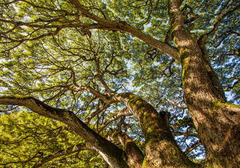 Fototapeta premium Tropical Tree