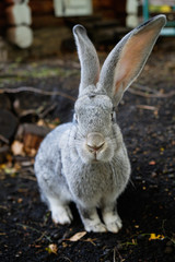 Grey rabbit breed giant sitting on the ground. Light fluffy rabbit