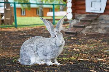 Grey rabbit breed giant sitting on the ground. Light fluffy rabbit