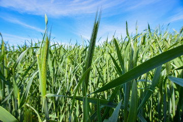 Fototapeta premium field during summer