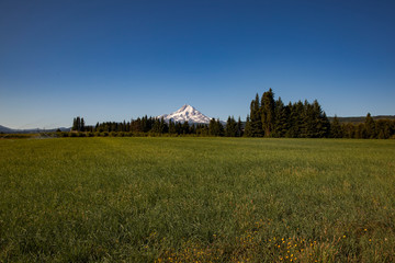 Mountain with Field