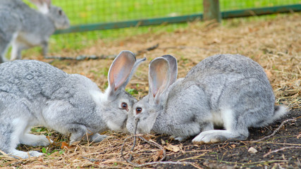 Squirrel with a fluffy tail sitting on a tree in the shade. tree squirrel