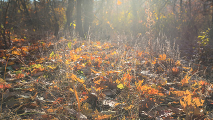 beautiful closeup autumn forest glade with dry leaves in the light of evening sun