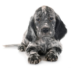 puppy english setter