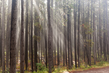 Forest Rays