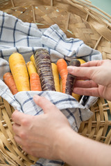 Frau kocht bunte Urkarotte und Möhren in Lila, Orange und Gelb auf Geschirrtuch mit Messer in Korb...
