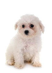 Bichon Frise in studio