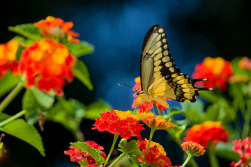 Close up shot of Papilio machaon eating on a flower