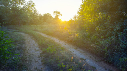 Obraz premium ground road turn in a forest at the sunset