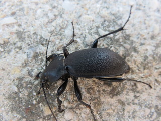 Cortorera femorata