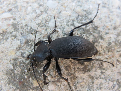Cortorera femorata