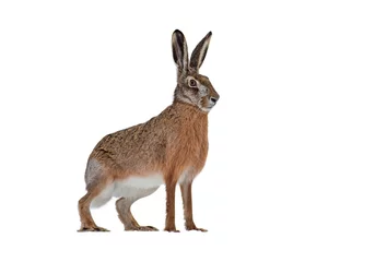 Foto op Aluminium Side view of european brown hare, lepus europaeus, isolated on white background. Cut out single wild animal looking aside with copy space. © WildMedia