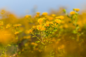 closeup yellow wild prairie flowers at the bright day, nice natural outdoor autumn background
