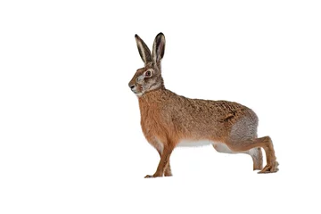 Foto op Aluminium European brown hare lepus europaeus isolated on white background looking aside. One wild animal from nature. © WildMedia