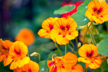 Fototapeta premium Orange flowers