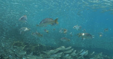 Yellow snapper (Lutjanus argentiventris), hunting sardines, reefs of Sea of Cortez, Pacific ocean. Espiritu santi island, Baja California Sur, Mexico. 