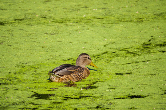 Duck swimming in a Eutrophication pond