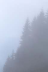 Fototapeta na wymiar fir tree forest on a mount slope in a mist