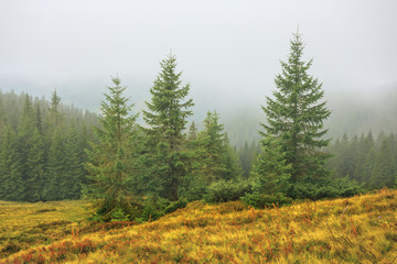 mountain slope with dry grass and fir forest in a blue mist, natural landscape