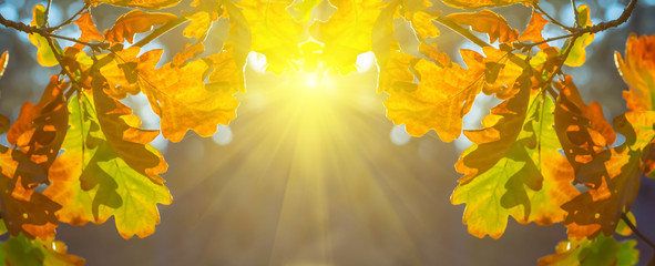 sparkle sun push through the red dry oak tree branch, good autumn outdoor background