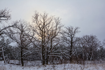 winter snowbound forest in a pale shine of evening sun