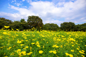 Fototapeta premium 秋桜