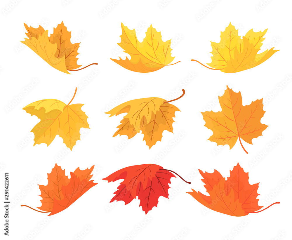 Wall mural set of autumn maple leaves. vector autumn background with leaves of different shapes