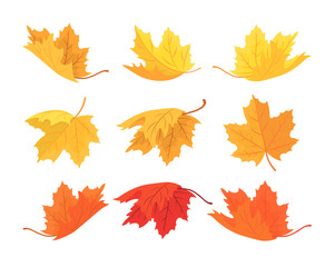 Set of autumn maple leaves. Vector autumn background with leaves of different shapes