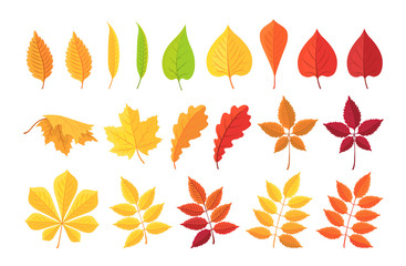 Botanical set of bright autumn leaves. Vector illustration.