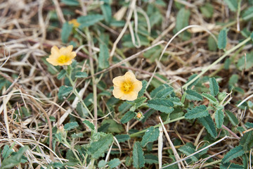 Sida abutifolia - Spreading Fanpetals or Spreading Sida