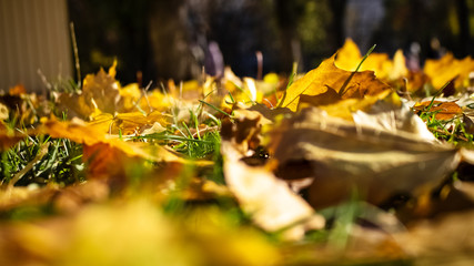 Fallen autumn leaves