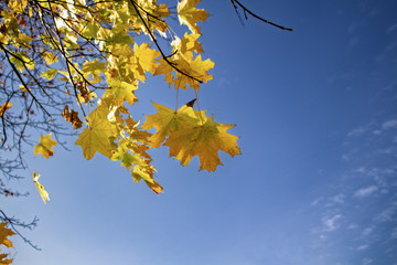 Autumn yellow leaves on a background of blue sky