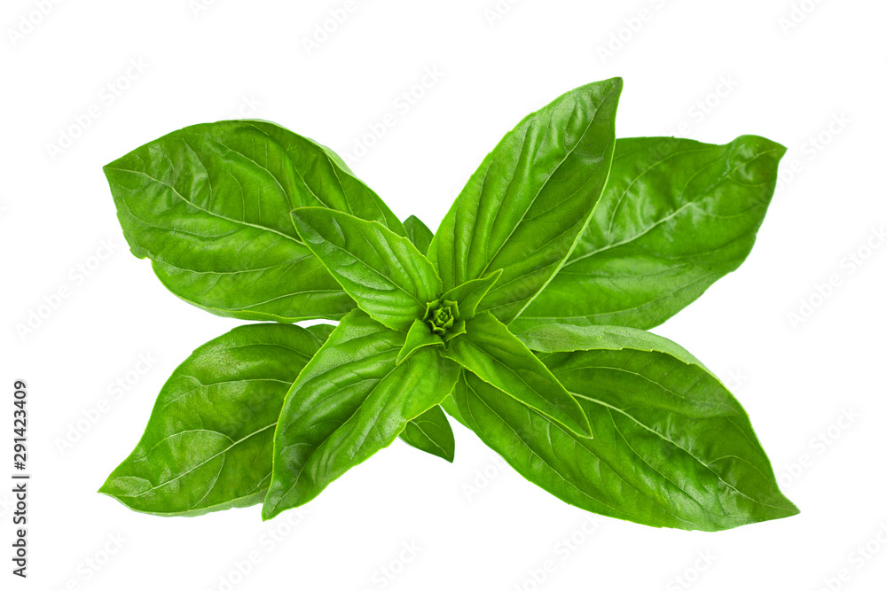 Wall mural green basil herb isolated