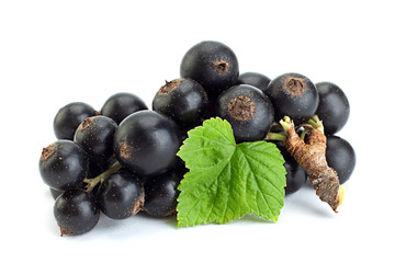 Black currant berries closeup