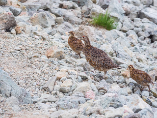 ライチョウ親子(rock ptarmigan)