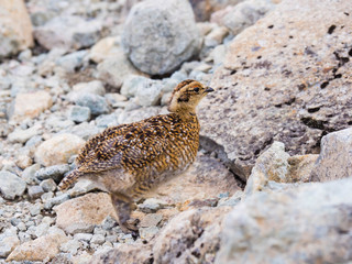 ライチョウ雛(rock ptarmigan)