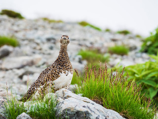 夏のライチョウ雌(rock ptarmigan)