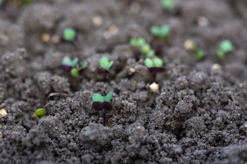 Young plant in soil. Macro / micro photography. Mustard sprout in soil close - up. 