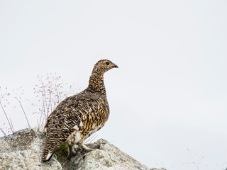 夏のライチョウ雌(rock ptarmigan)