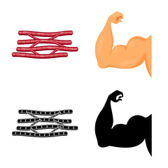 Vector illustration of fiber and muscular icon. Set of fiber and body vector icon for stock.