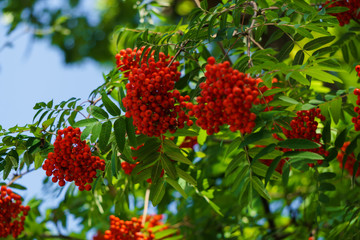 Bunches of red mountain ash on branches. Autumn landscape.